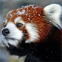 straypanda89